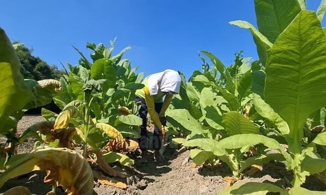 Harapan Hijau Petani Tembakau di Musim Kemarau