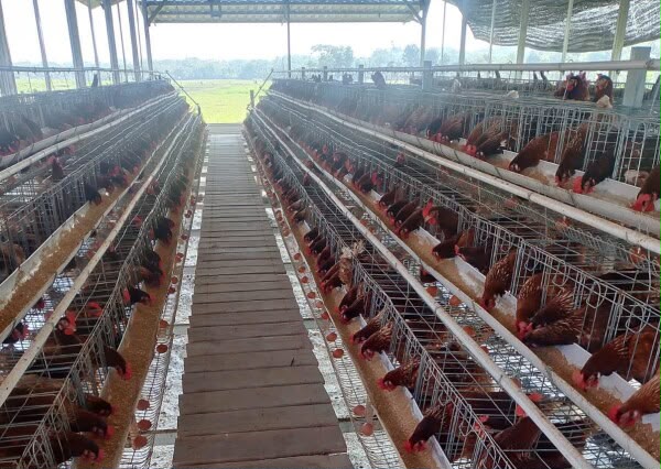 Bangun Ekonomi Desa, BUMDesa Kaliombo-Purwosari Sukses Budidaya Ayam Petelur