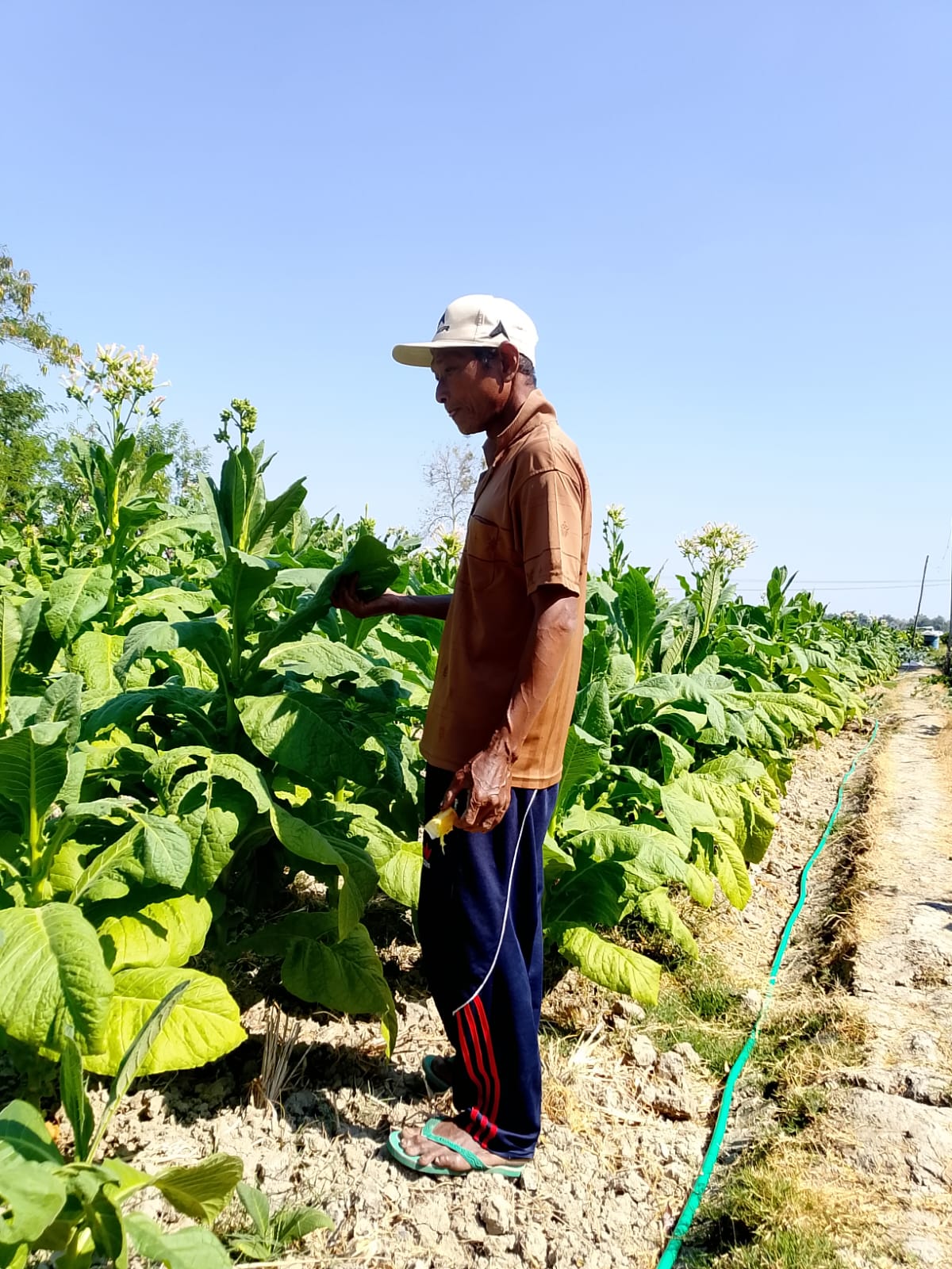 Petani Tembakau Bojonegoro Mulai Panen, Luas Tanam Meningkat dan Harga Jual Relatif Tinggi