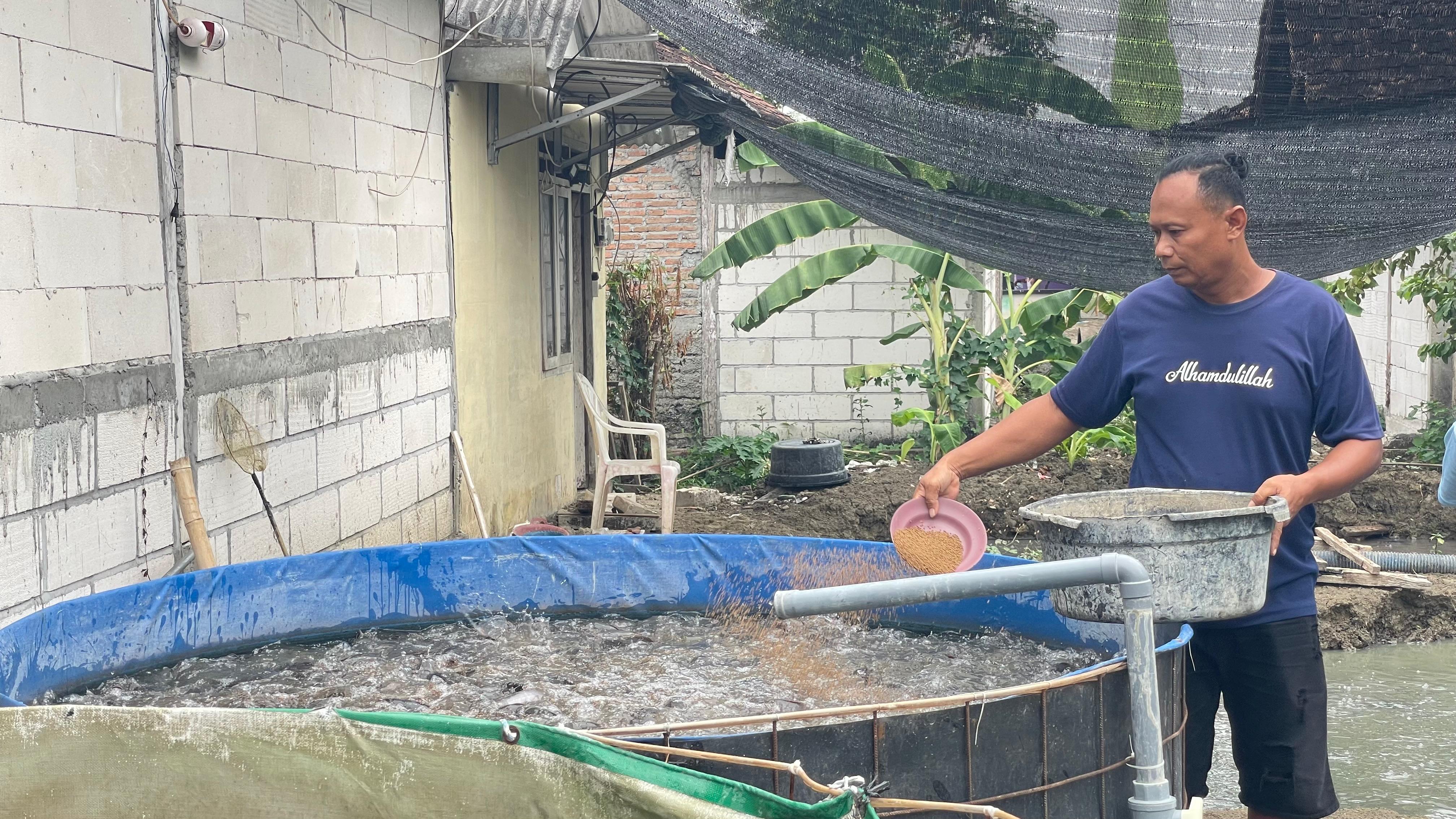 Warga Klepek-Sukosewu Sukses Kembangkan Budidaya Lele dari Program Kolega